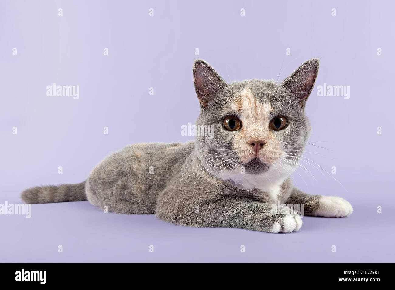 British Shorthair Kitten 24 Weeks Blue Cream White Stock Photo