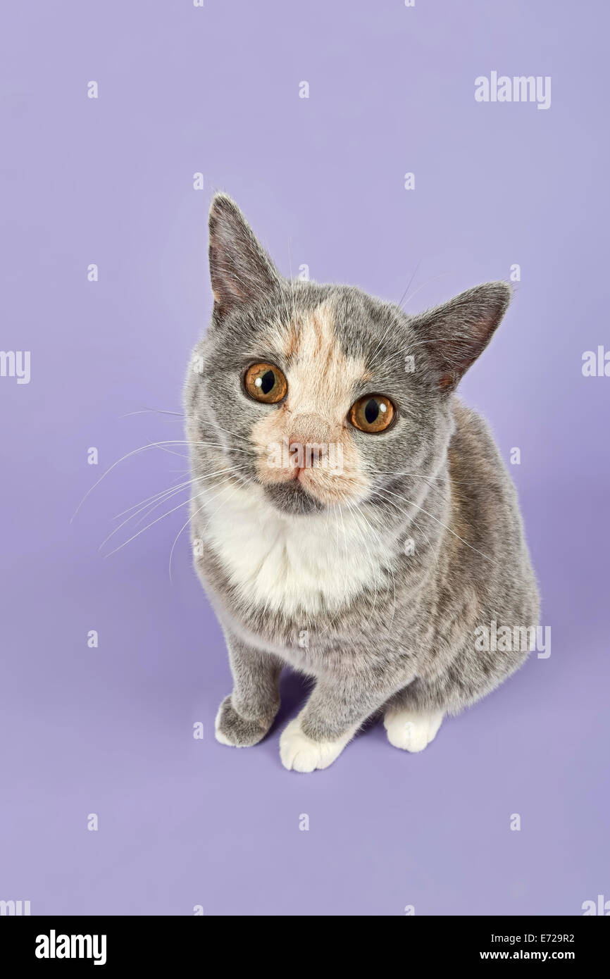 Blue cream british shorthair domestic cat hires stock photography and