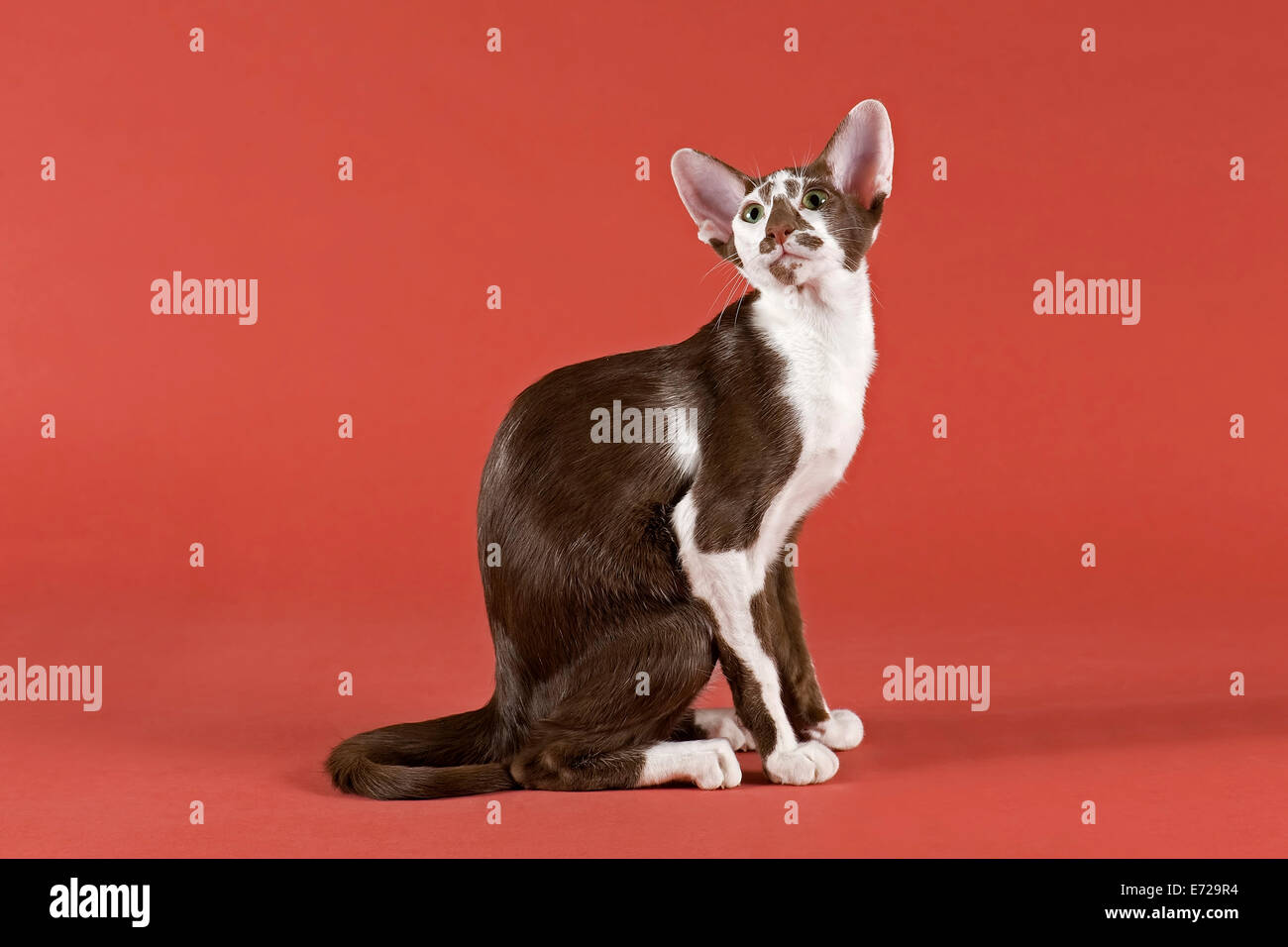Oriental Shorthair Cat White Stock Photos Oriental Shorthair Cat