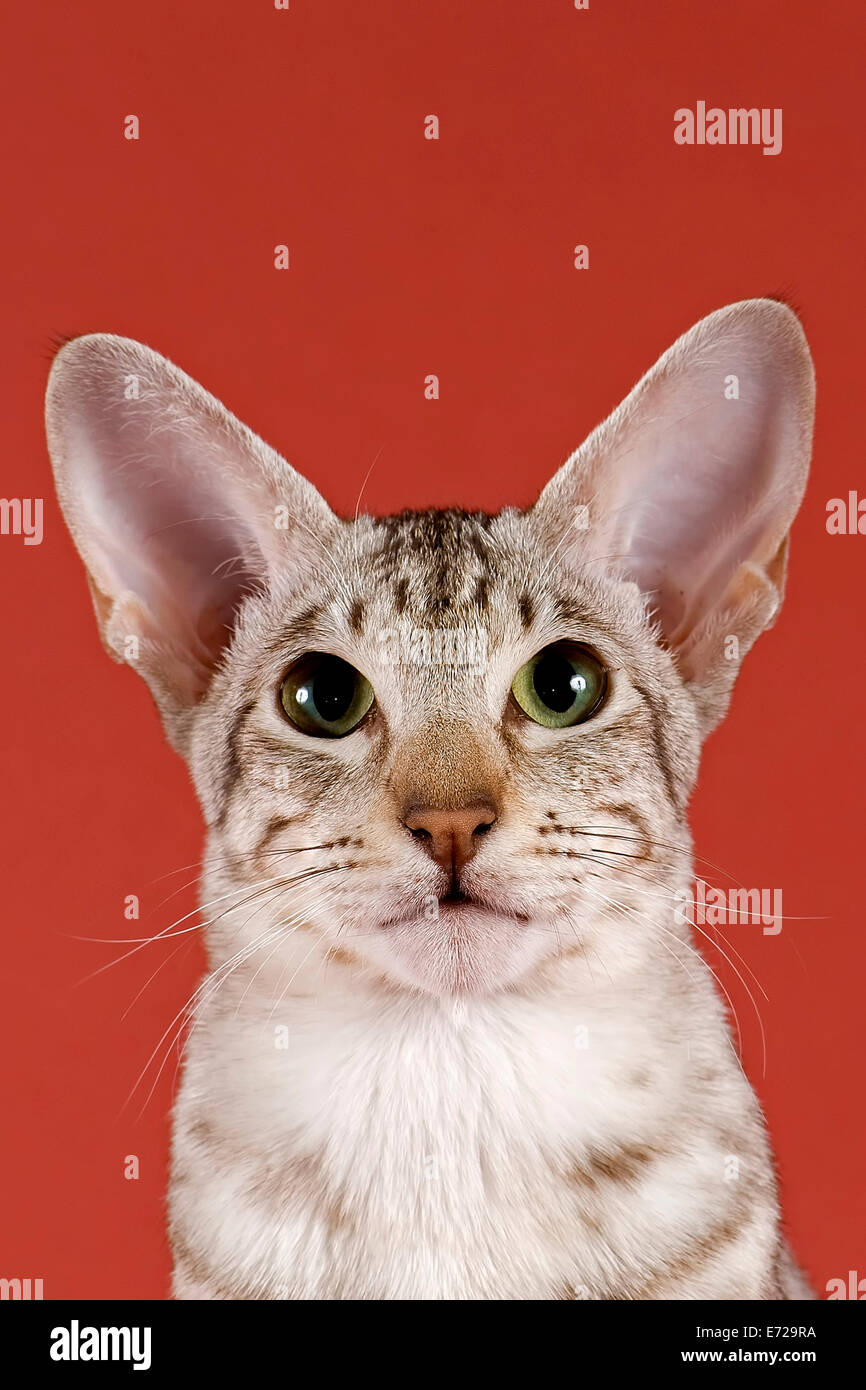 A pedigree Oriental Shorthair cat with chocolate silver shaded coat pattern  Stock Photo - Alamy