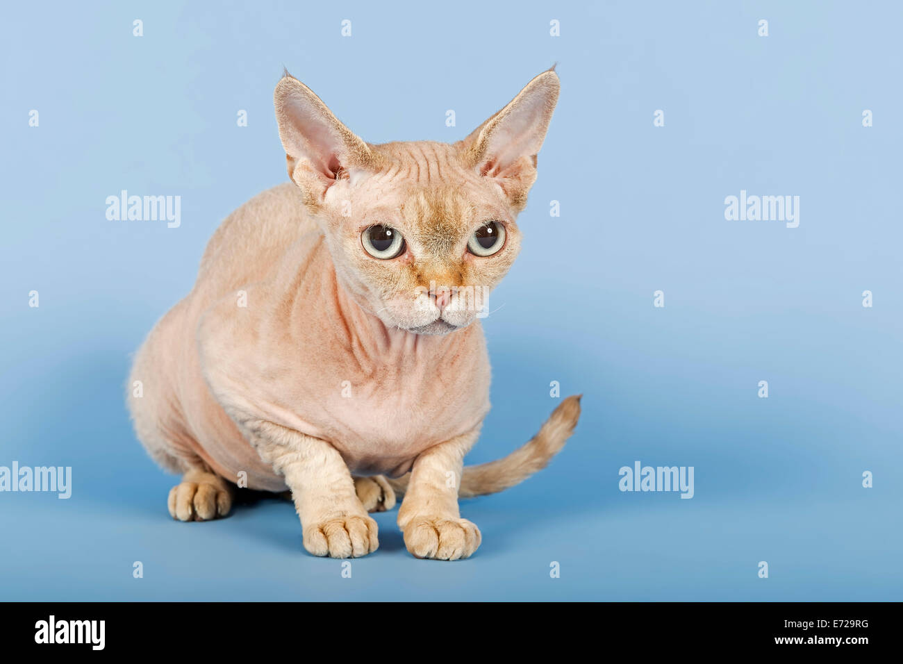 Cat full body hi-res stock photography and images - Alamy