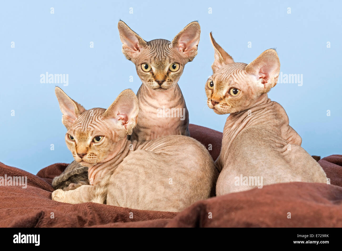 Three Devon Rex kitten, 13 weeks Stock Photo