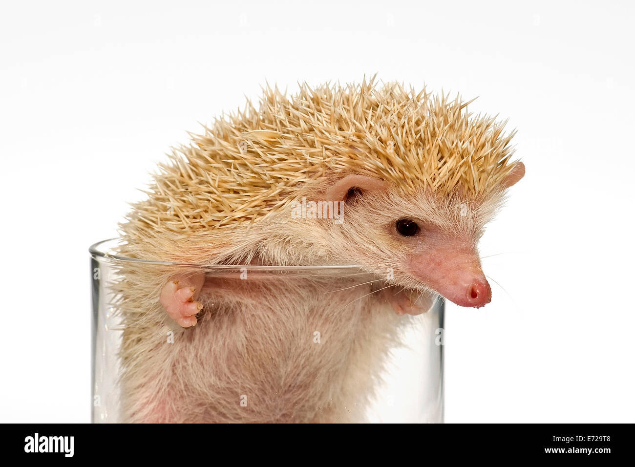Albino African white-bellied hedgehog in a glass Stock Photo - Alamy
