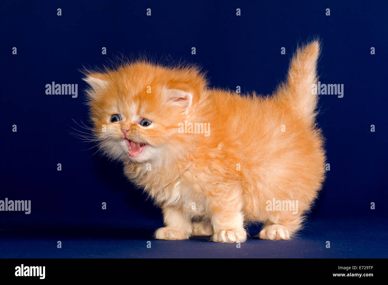 Persian Kitten, 5 weeks, with nose Stock Photo