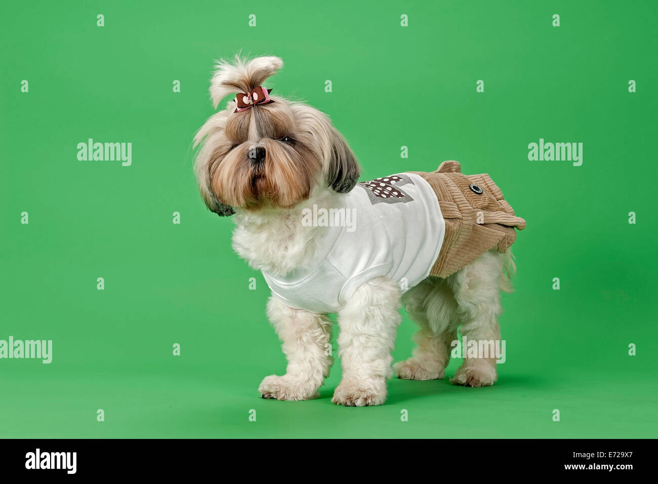 Shih-Tzu dog, 3 years, female, gold and white, with dog clothing Stock  Photo - Alamy
