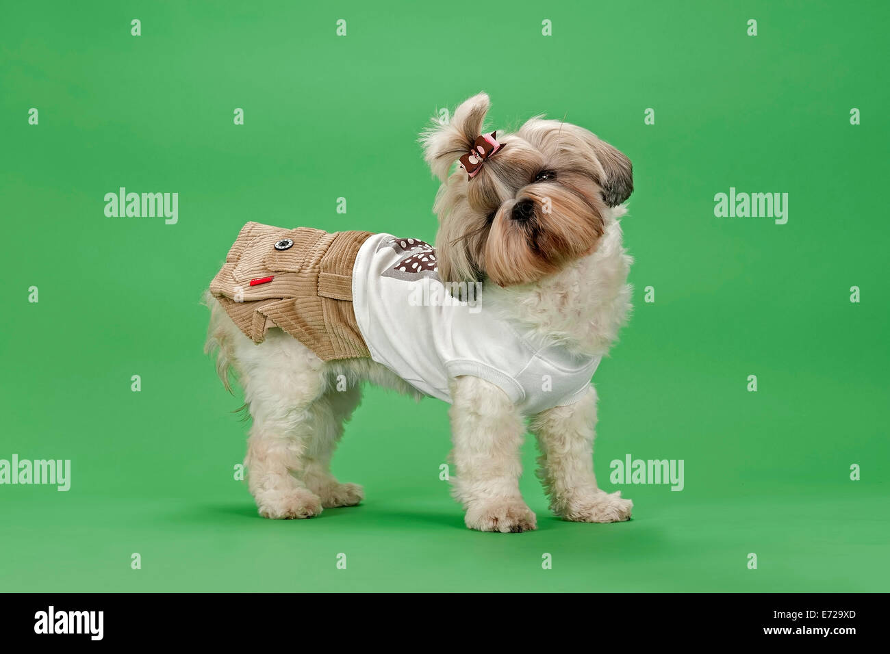 ShihTzu dog, 3 years, female, gold and white, with dog clothing Stock