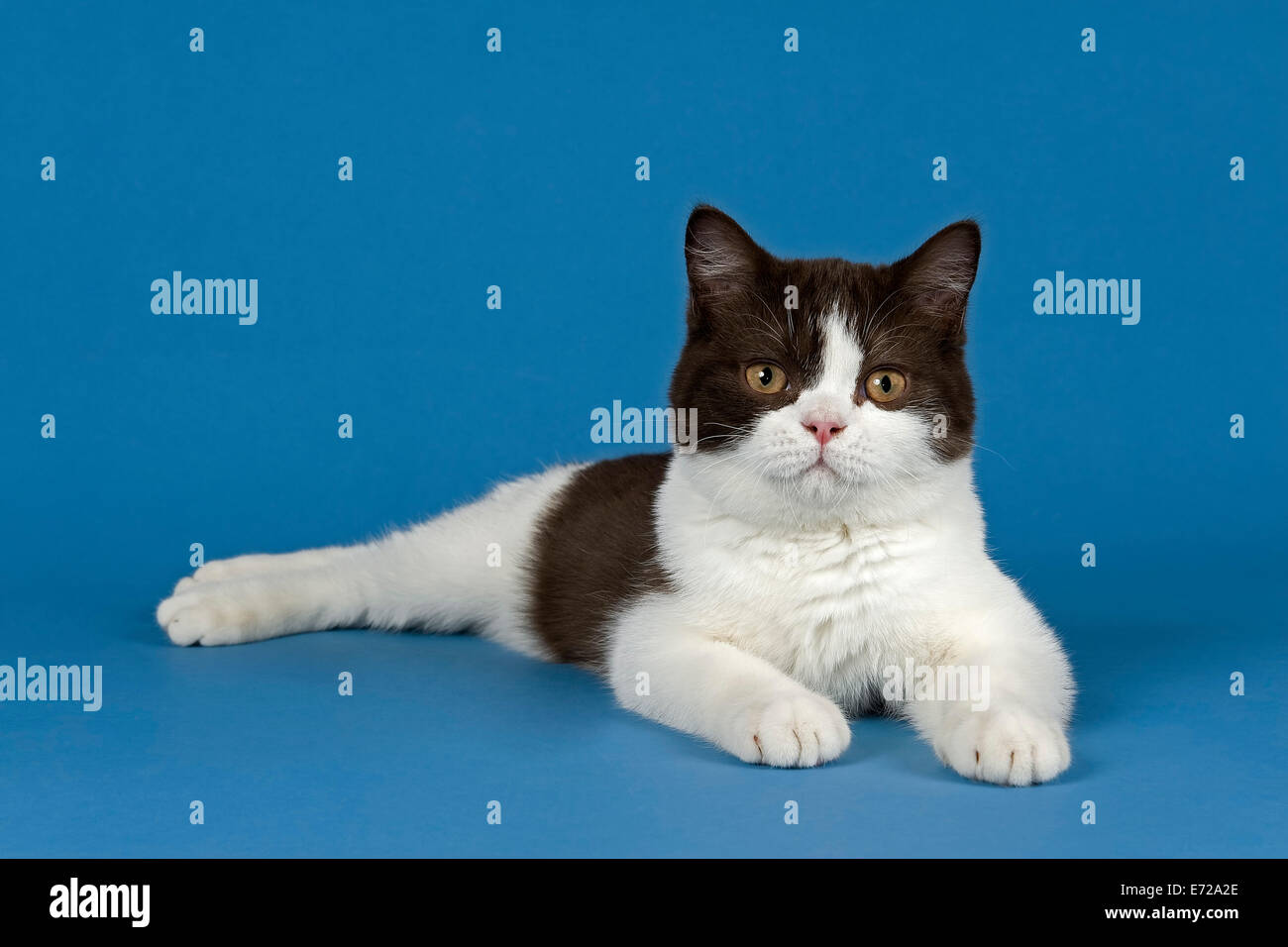 chocolate and white british shorthair