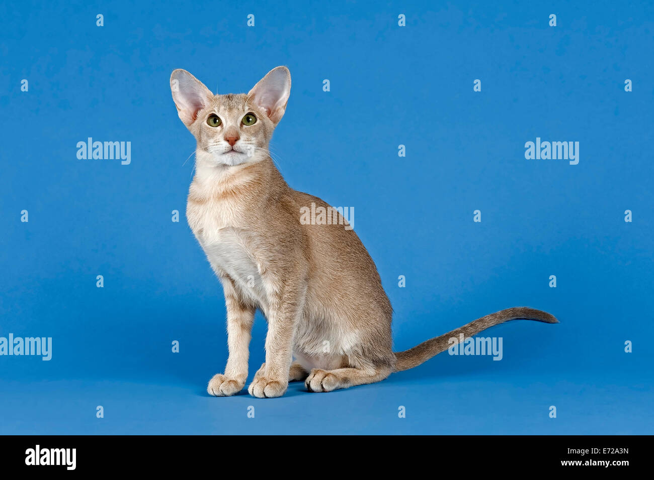 Oriental Shorthair cat, Lilac Ticked Tabby Stock Photo Alamy