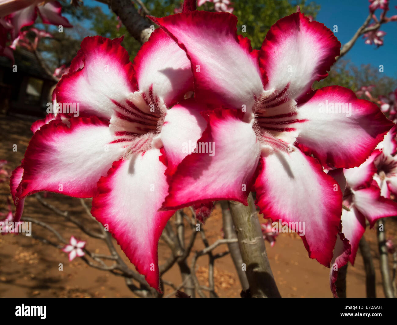 Impala Lily (Adenium multiflorum), Kruger National Park, South Africa Stock Photo