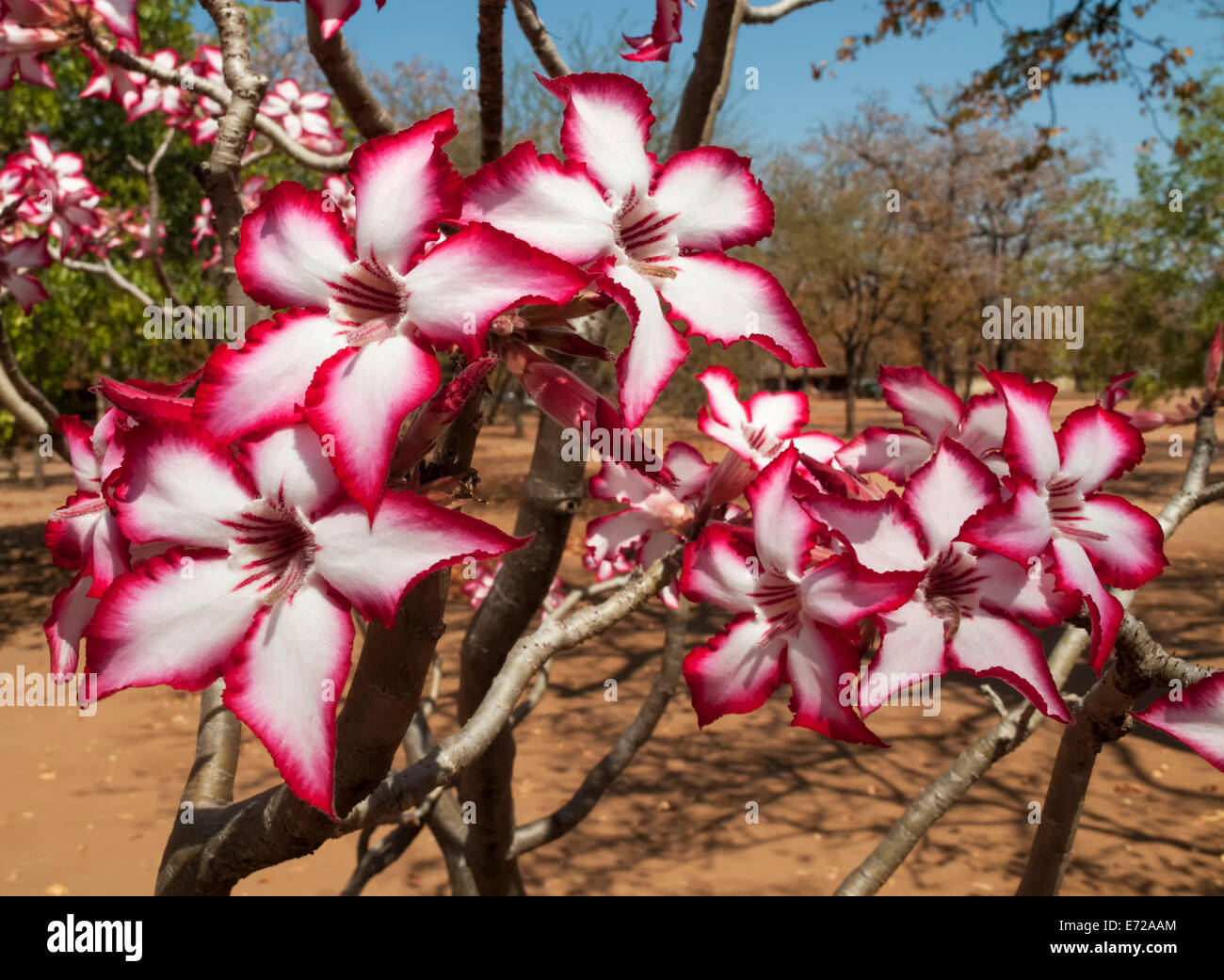 Impala Lily (Adenium multiflorum), Shingwedzi Camp, Kruger National Park, South Africa Stock Photo
