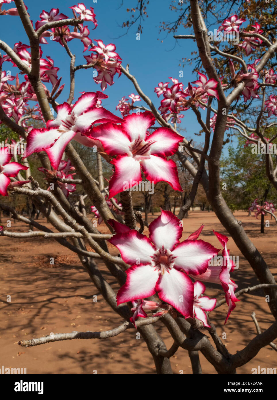 Impala Lily Stock Photos & Impala Lily Stock Images Alamy