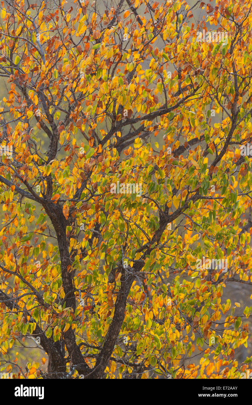 Mopane tree (Colophospermum mopane) in autumn colours, Kruger National Park, South Africa Stock Photo
