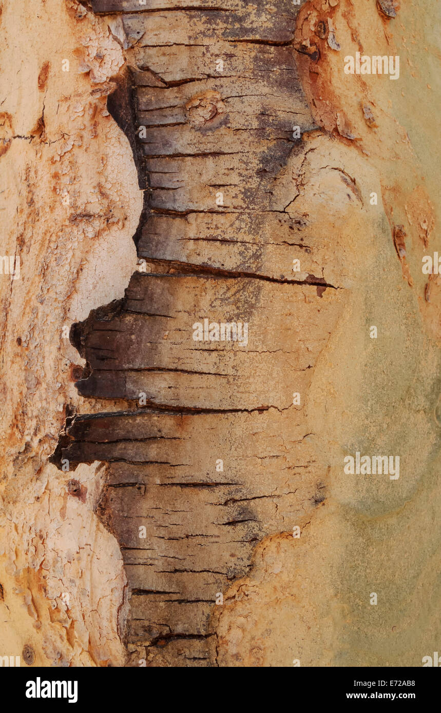 Fever Tree (Vachellia xanthophloea), detail of bark, Kruger National Park, South Africa Stock Photo