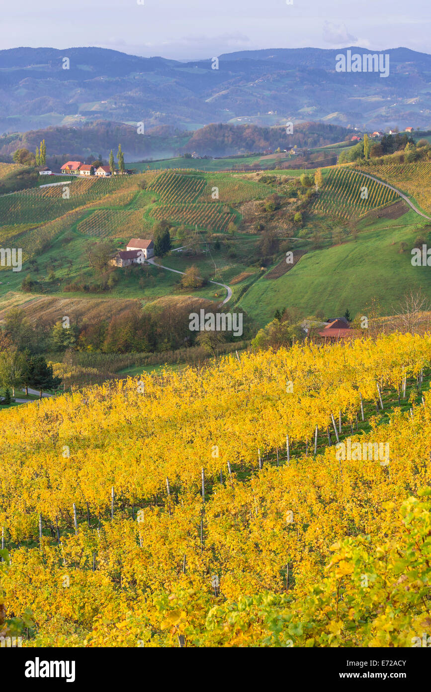 Autumnal vineyards and farmhouses in the morning light, Ratsch an der Weinstraße, Styria, Austria Stock Photo