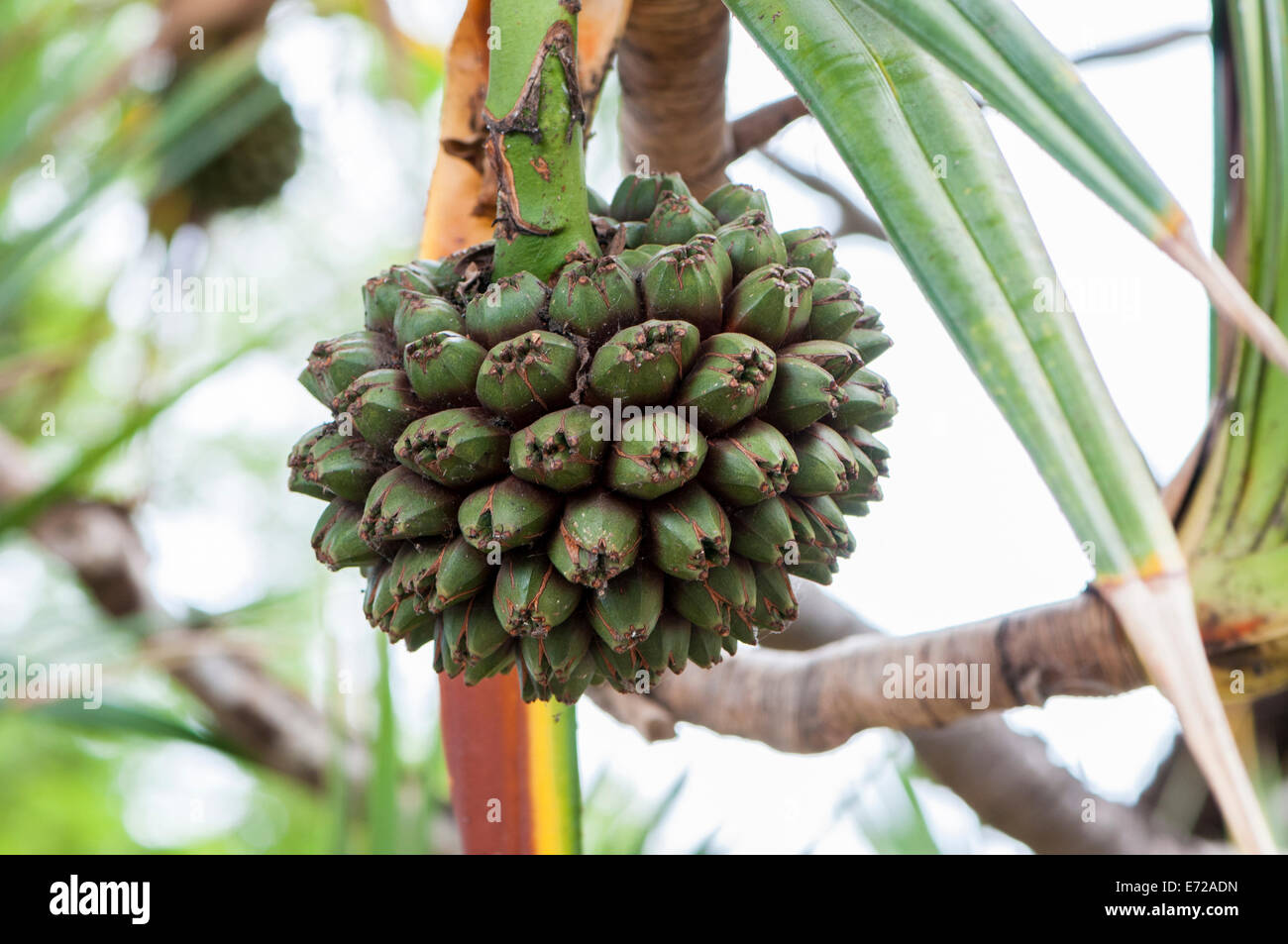 Flower turned into a fruit tree Canario Stock Photo Alamy