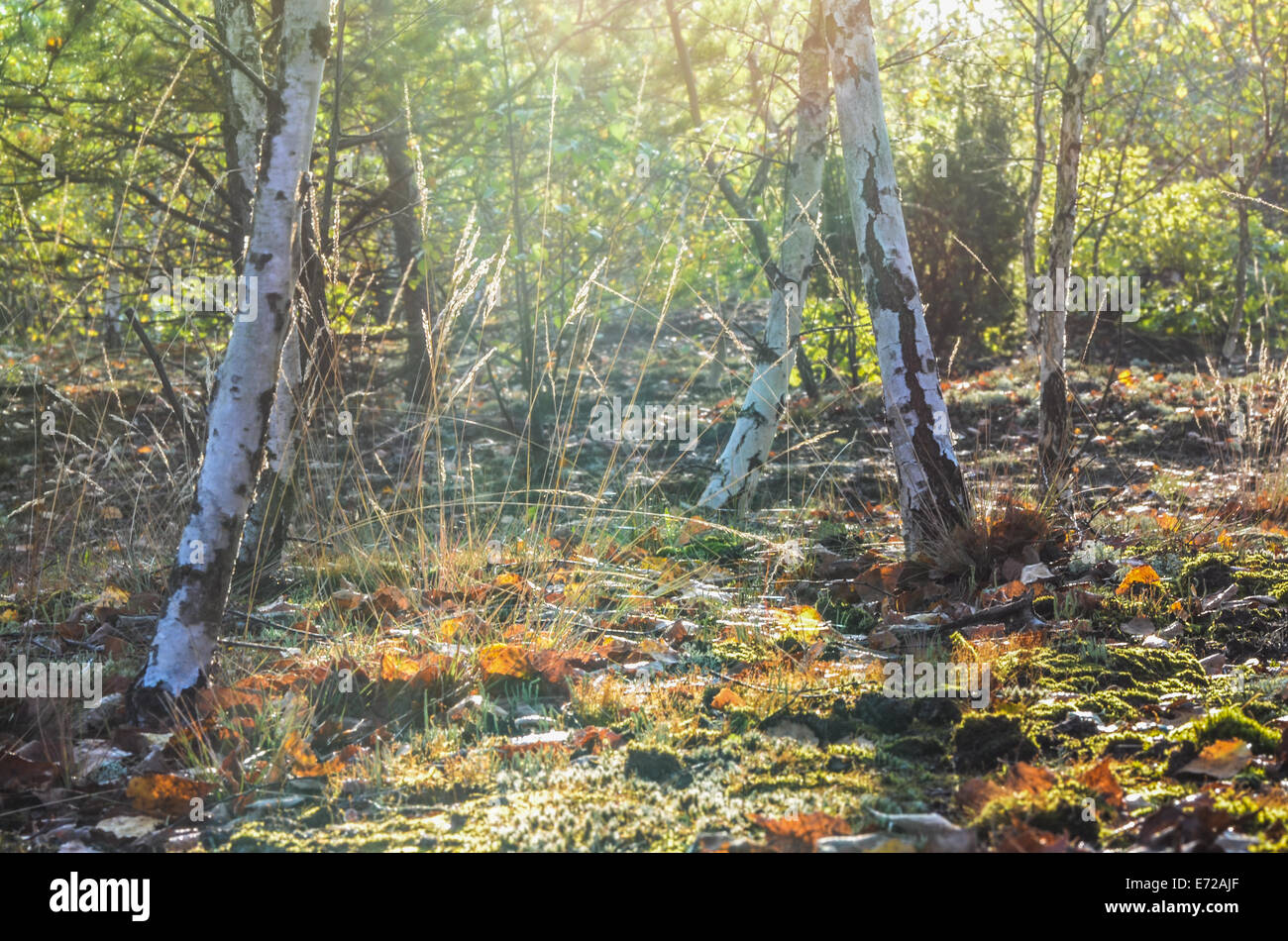 morning sunshine in fall birch forest Stock Photo - Alamy