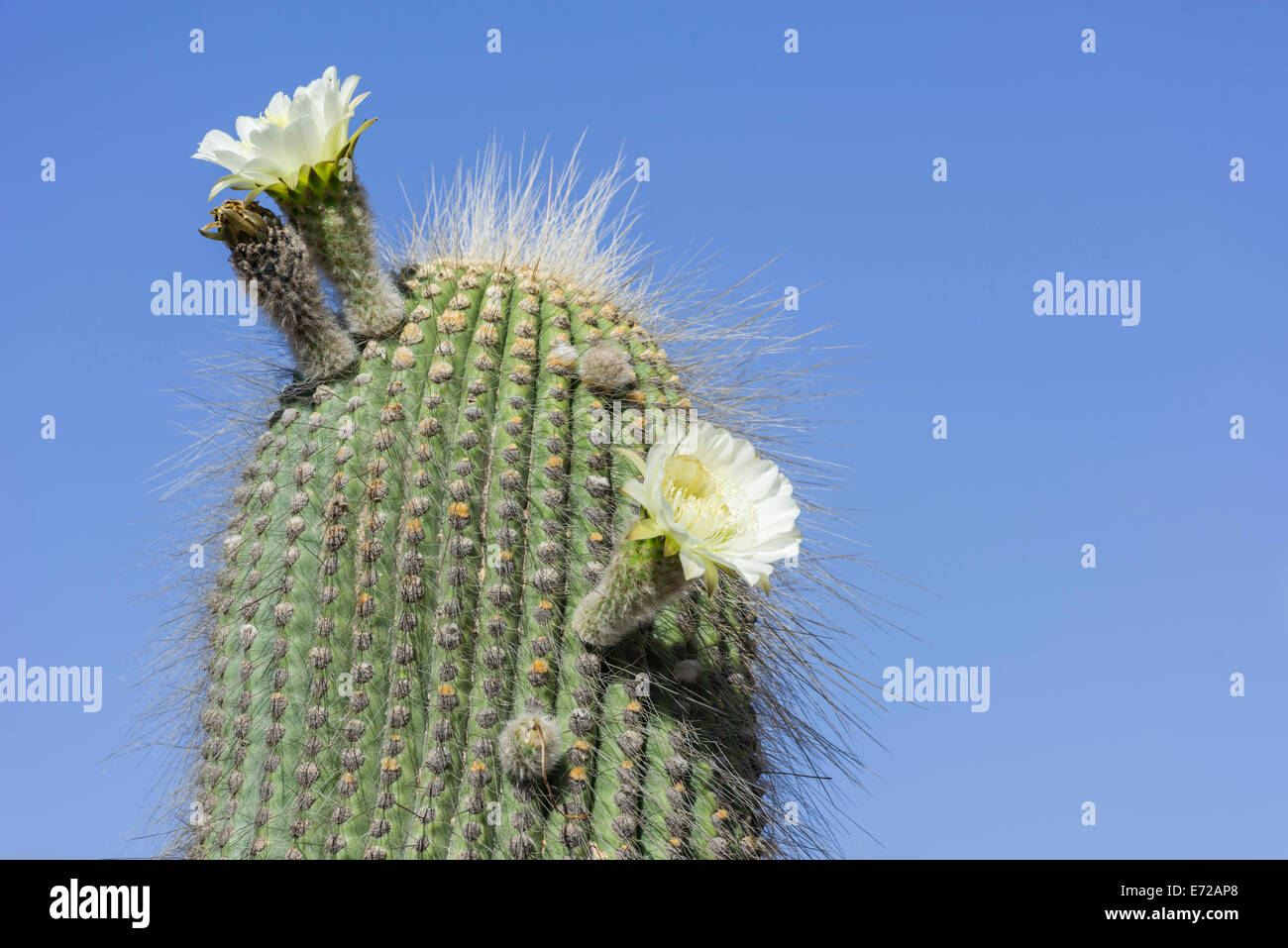 A flowering Cardón cactus (Echinopsis atacamensis), Tilcara, Jujuy Province, Argentina Stock Photo