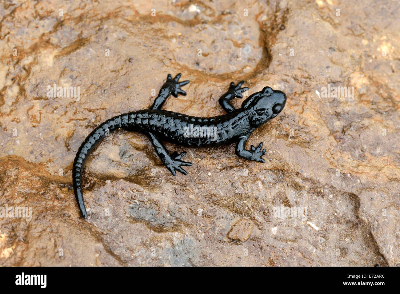 Alpine Salamander (Salamandra atra), Bernese Oberland, Switzerland Stock Photo