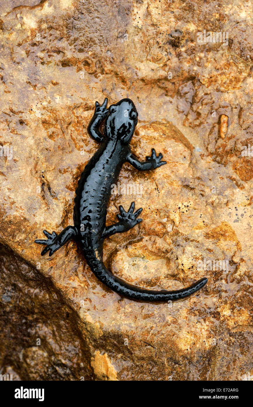 Alpine Salamander (Salamandra atra), Bernese Oberland, Switzerland Stock Photo