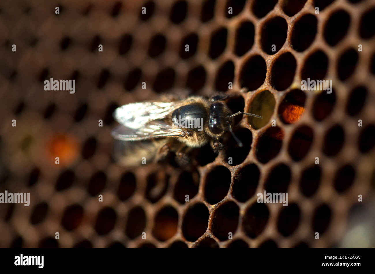 A drone walks in the center of a beehive of the apiary of Puremiel