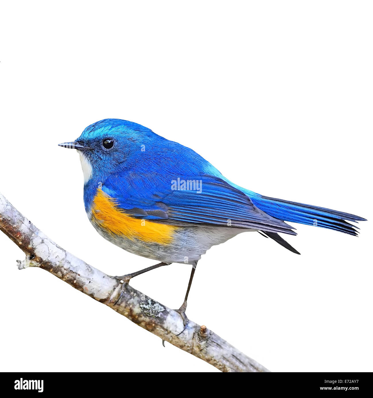 Beautiful blue bird, male Himalayan Bluetail (Tarsiger rufilatus), standing on a branch, side profile, isolated on a white backg Stock Photo