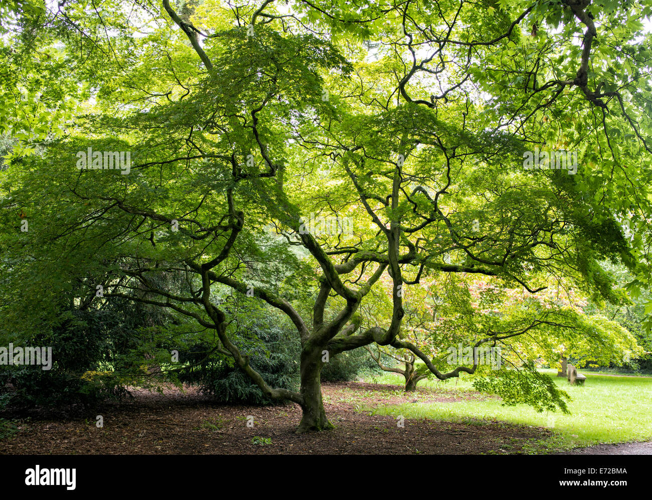 Foliage Season Japanese Maples High Resolution Stock Photography and ...