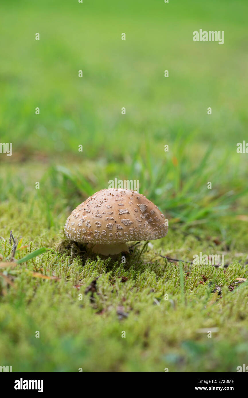 Amanita rubescens, The blusher mushroom Stock Photo
