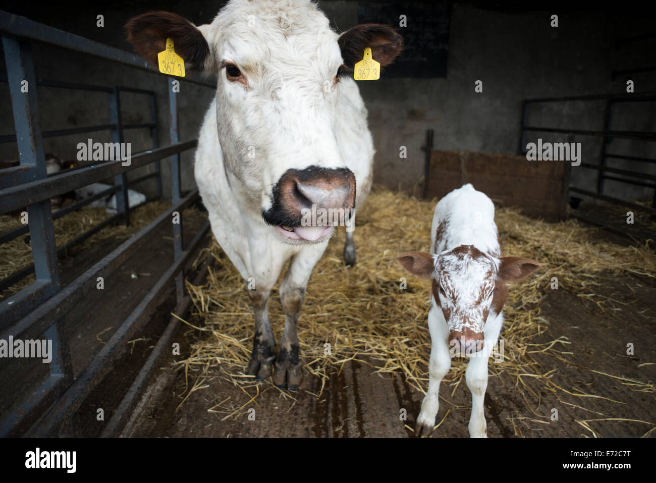 A newborn calf and its mother stand in an enclosure at a farm Stock ...