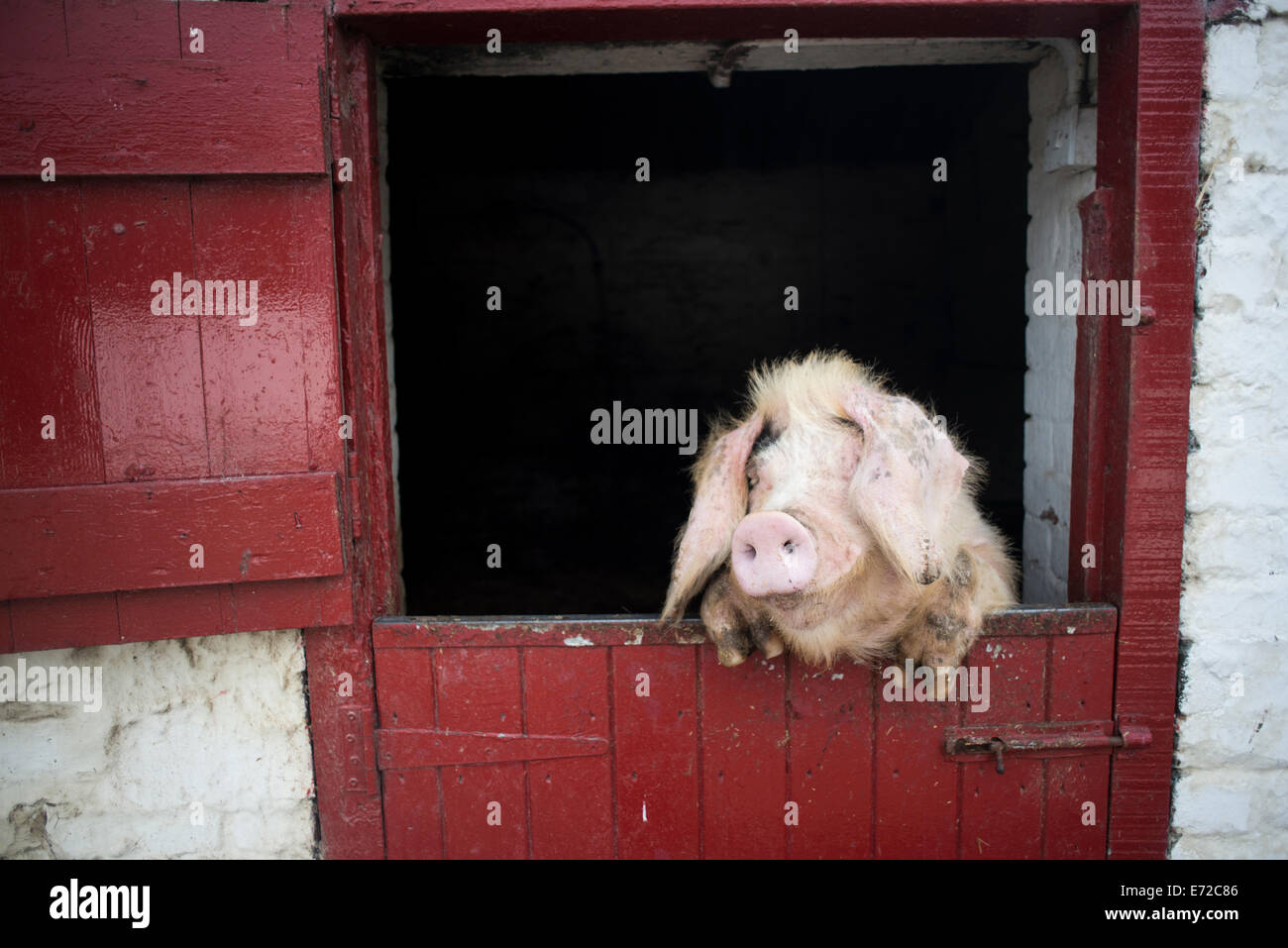 Large Adult Pig Looks Over The Red Door Of Its Sty At A City Farm
