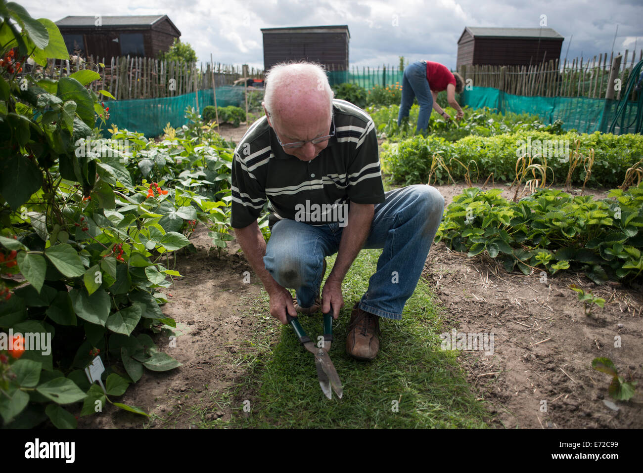 A mature couple tend their allotment during a cloudy summer day Stock Photo