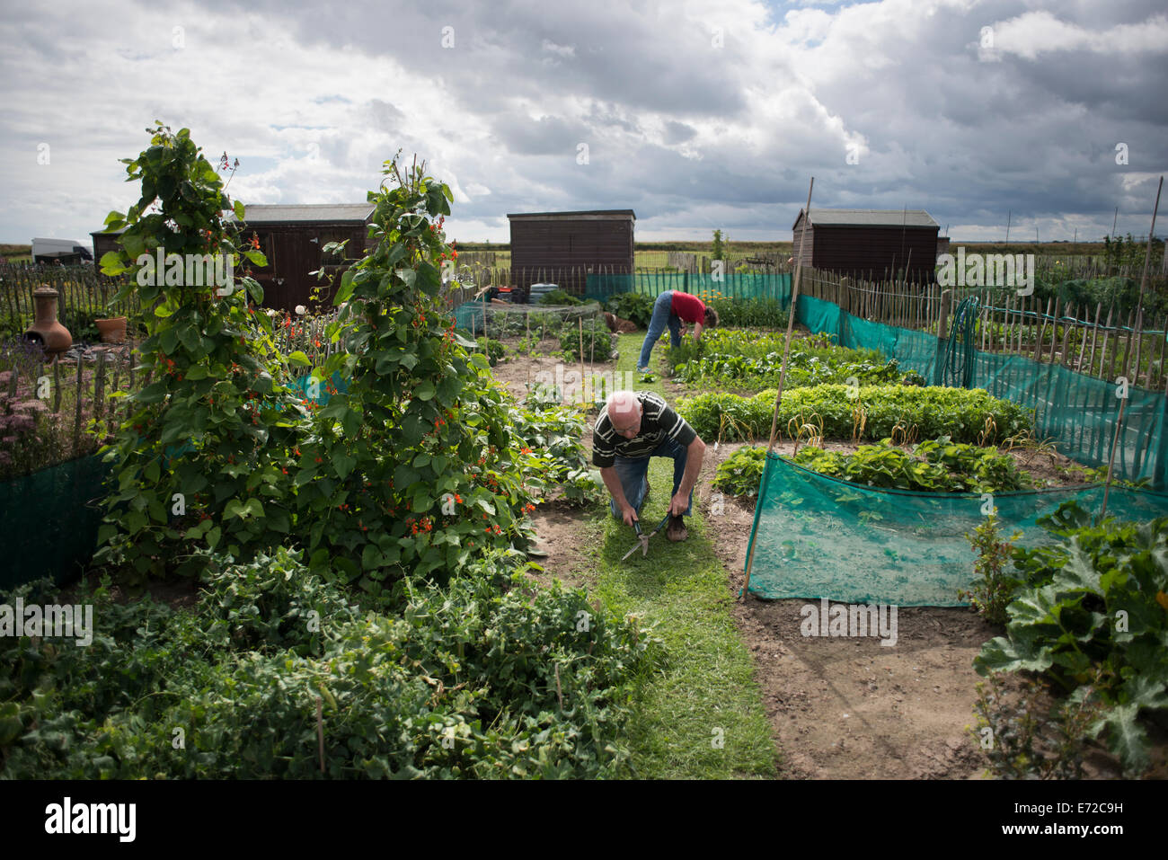 Mature couple working on their allotment during a cloudy summers day Stock Photo