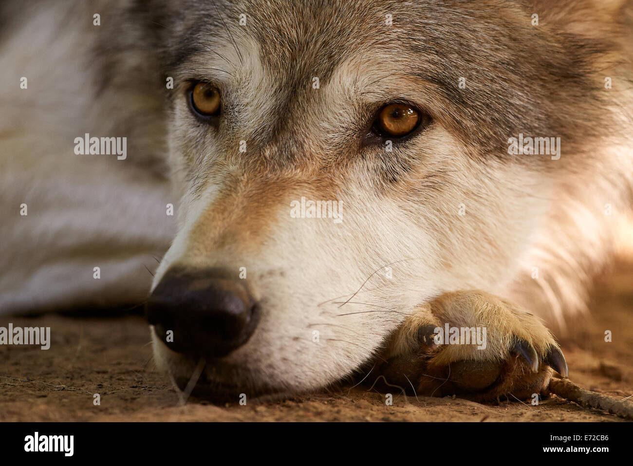 The Gray or Grey Wolf (Canis lupus) close up Stock Photo