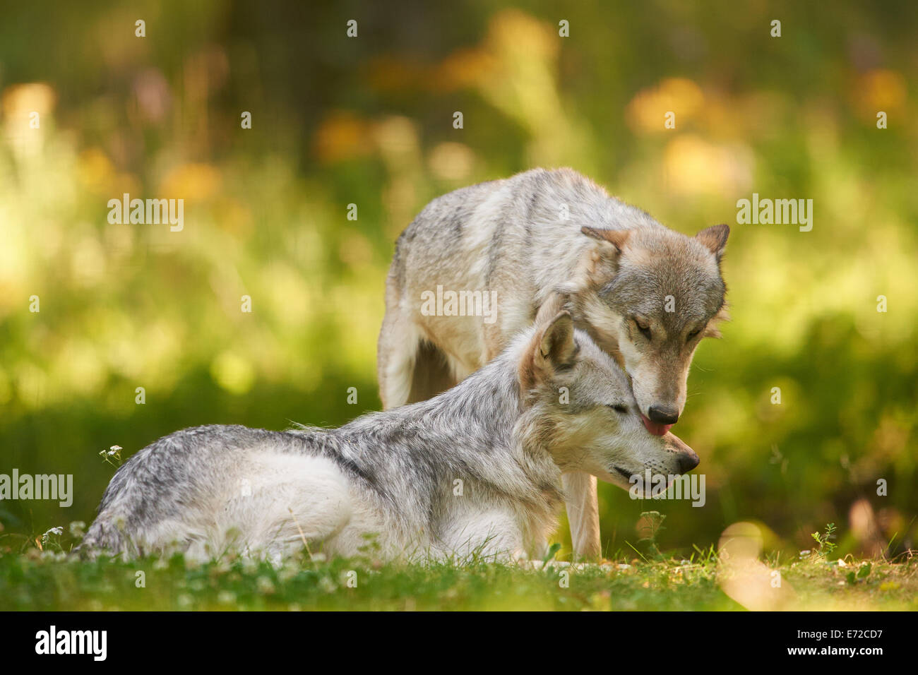 2 gray or grey wolves (Canis lupus) playing Stock Photo