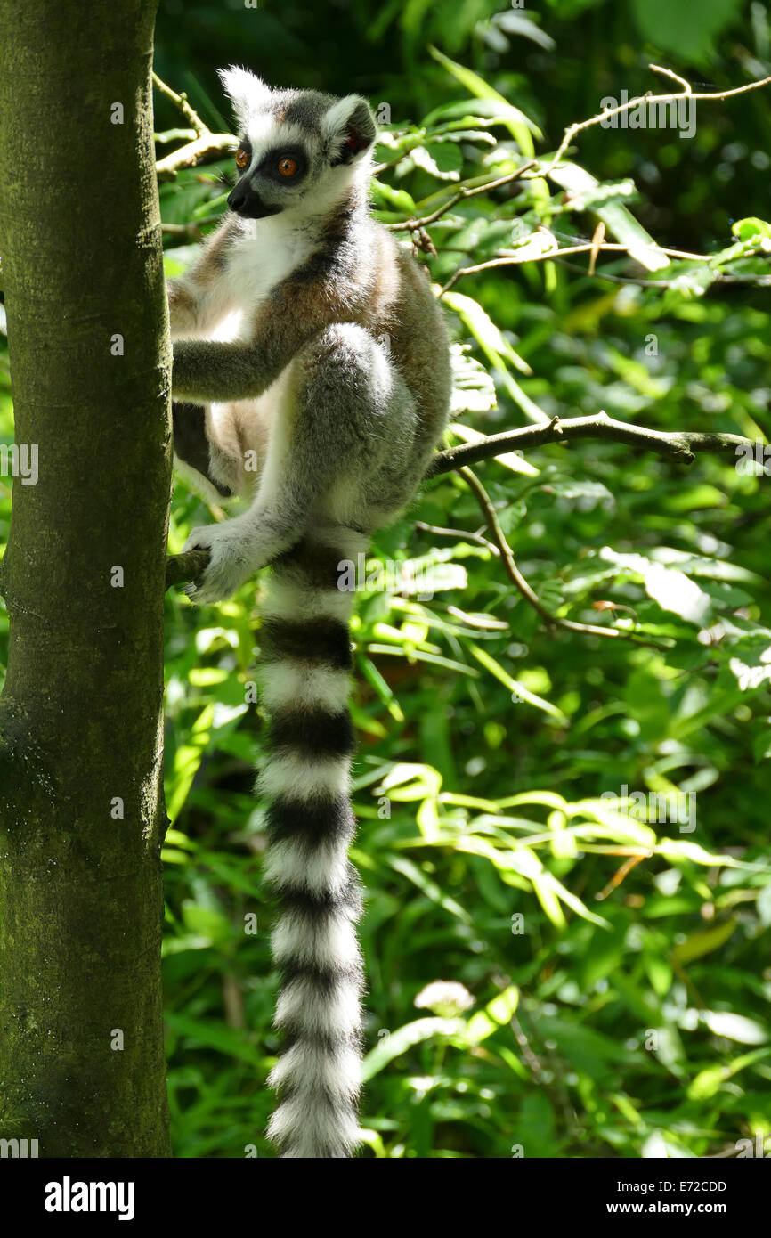 Catta lemur Stock Photo