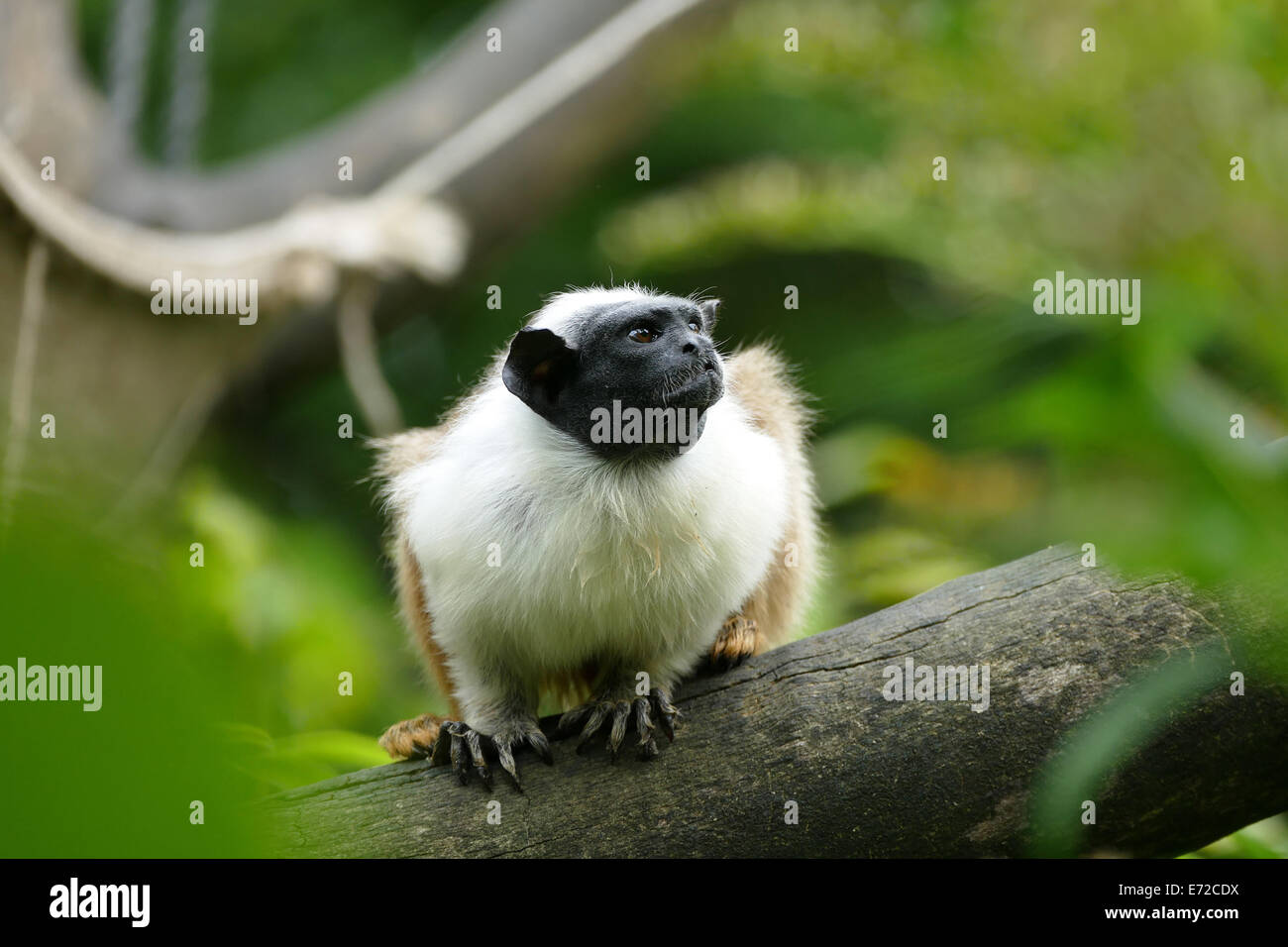 Saguinus bicolor Stock Photo 73197766 Alamy