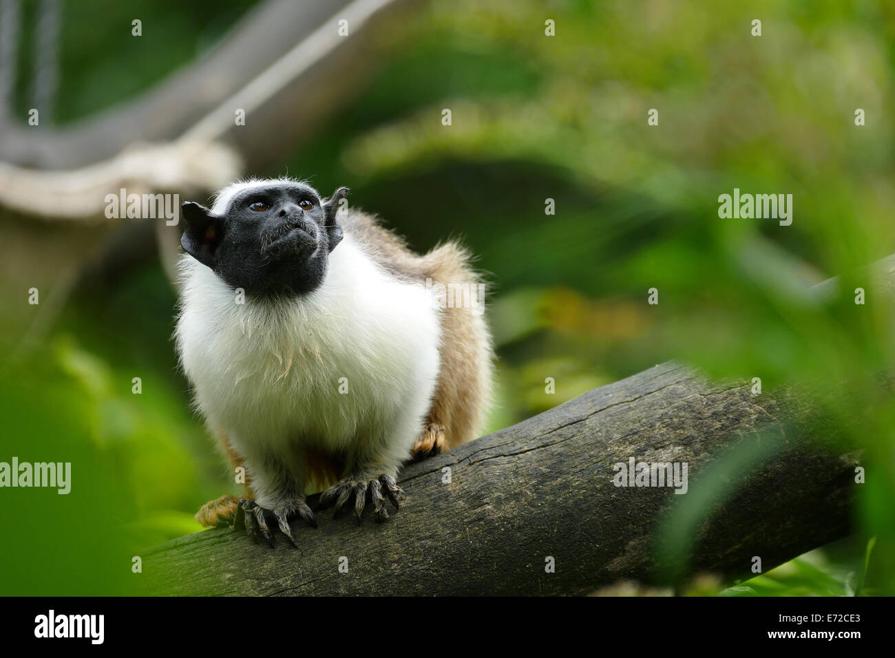 Saguinus bicolor Stock Photo Alamy