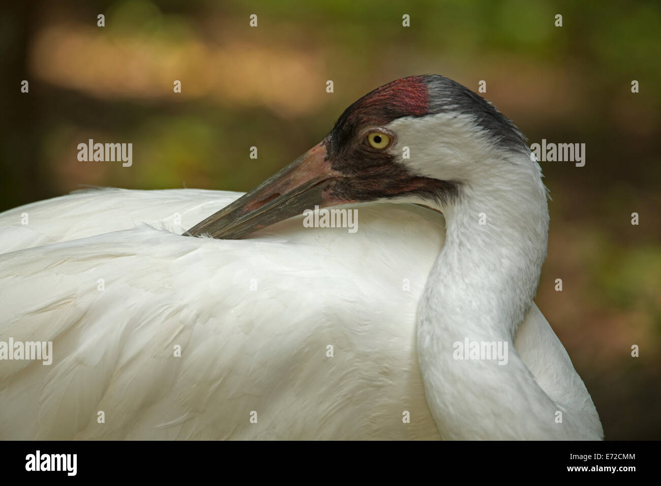 Whooping Crane (Grus americana), endangered species, captive Stock Photo