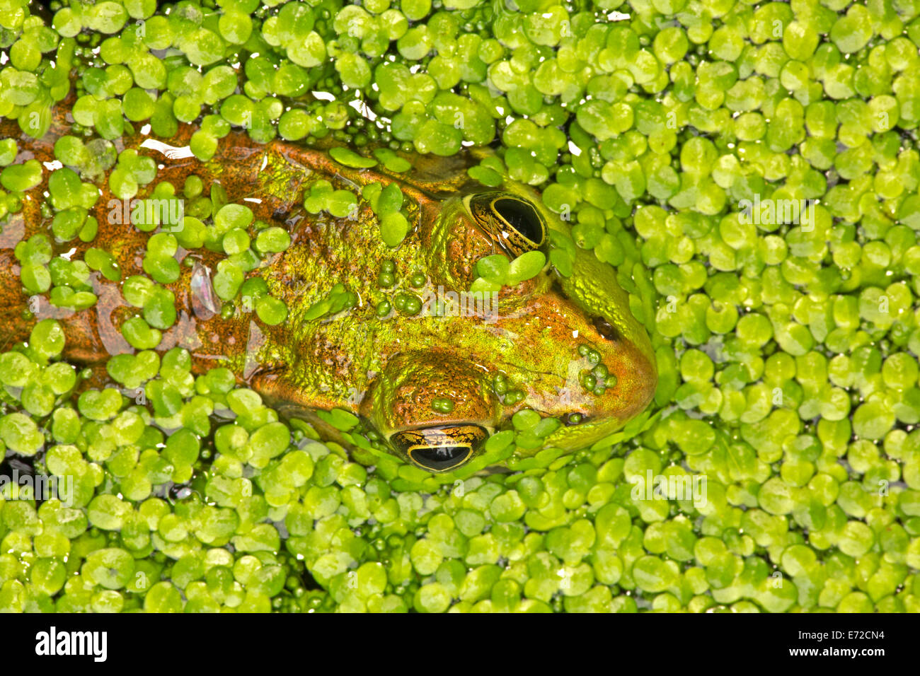 Green frog, Lithobates clamitans, Washington DC. Stock Photo