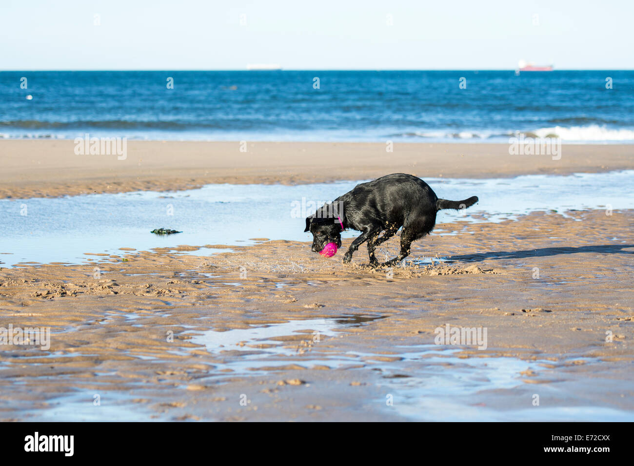 Black Labrador catching a ball whilst playing on the beach Stock Photo