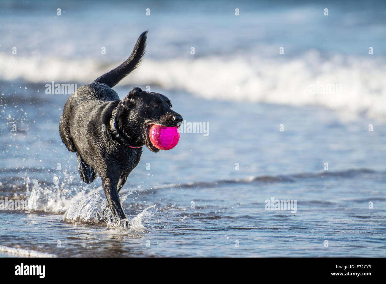 Black labrador dog running towards camera in the sea carrying a ball Stock Photo