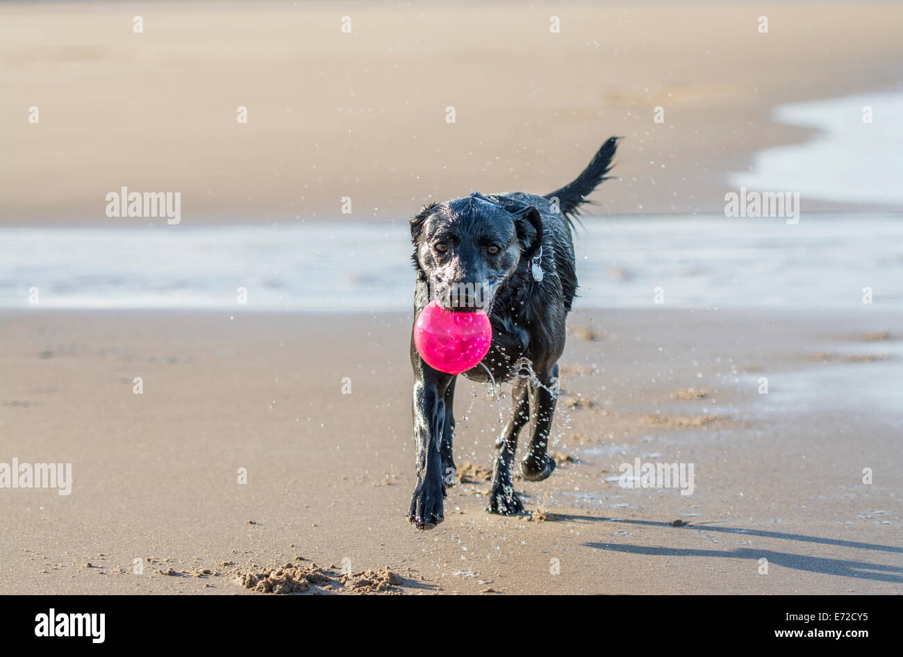 wet black labrador running from the sea carrying a ball Stock Photo