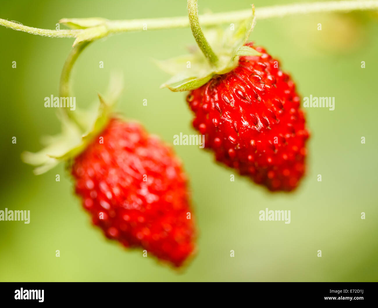 Strawberries. Growing Organic Berries Closeup. Ripe Strawberry In The ...