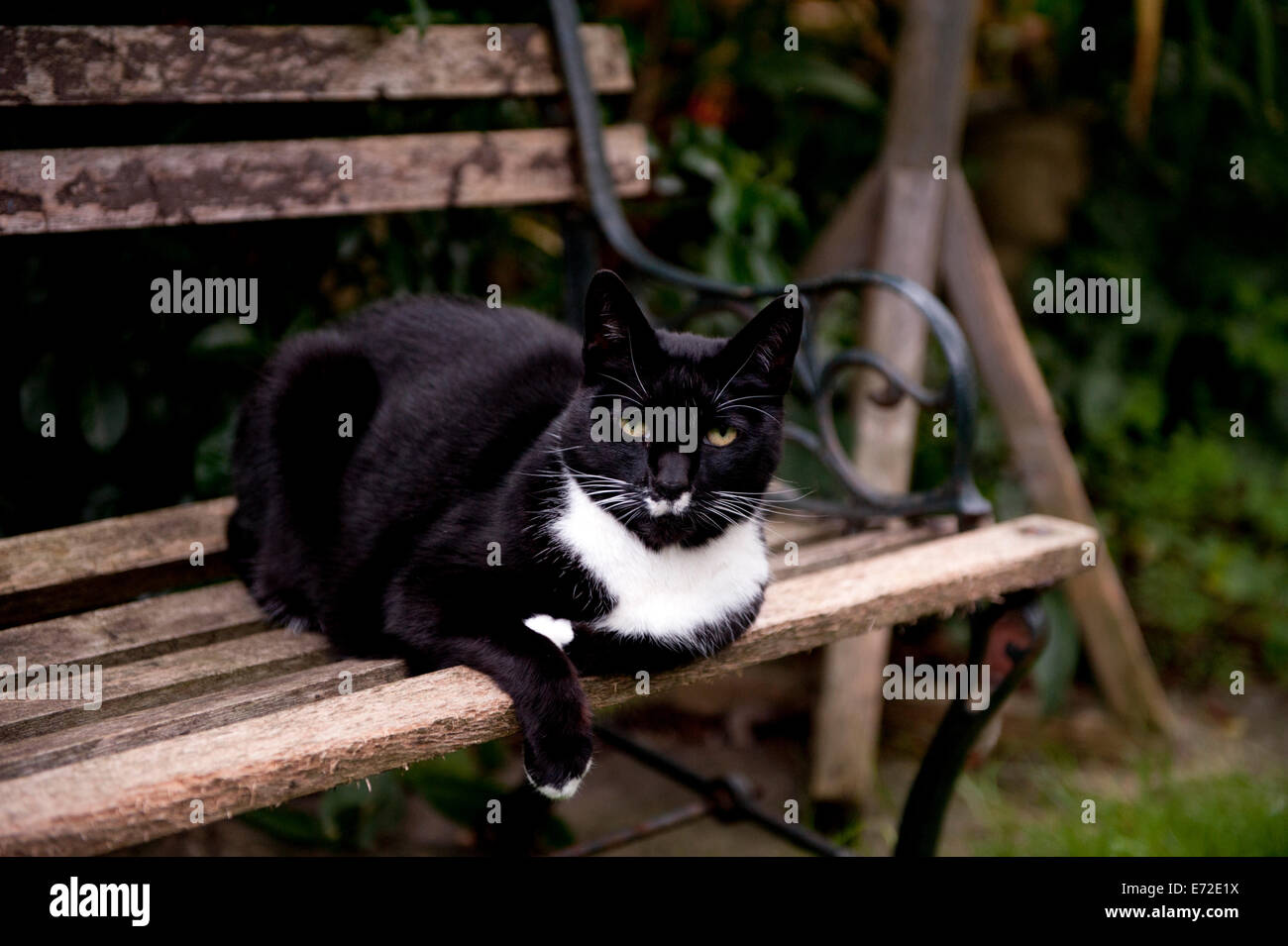 Domestic Cat sitting relaxed on a garden bench Thaxted Essex England,UK ...