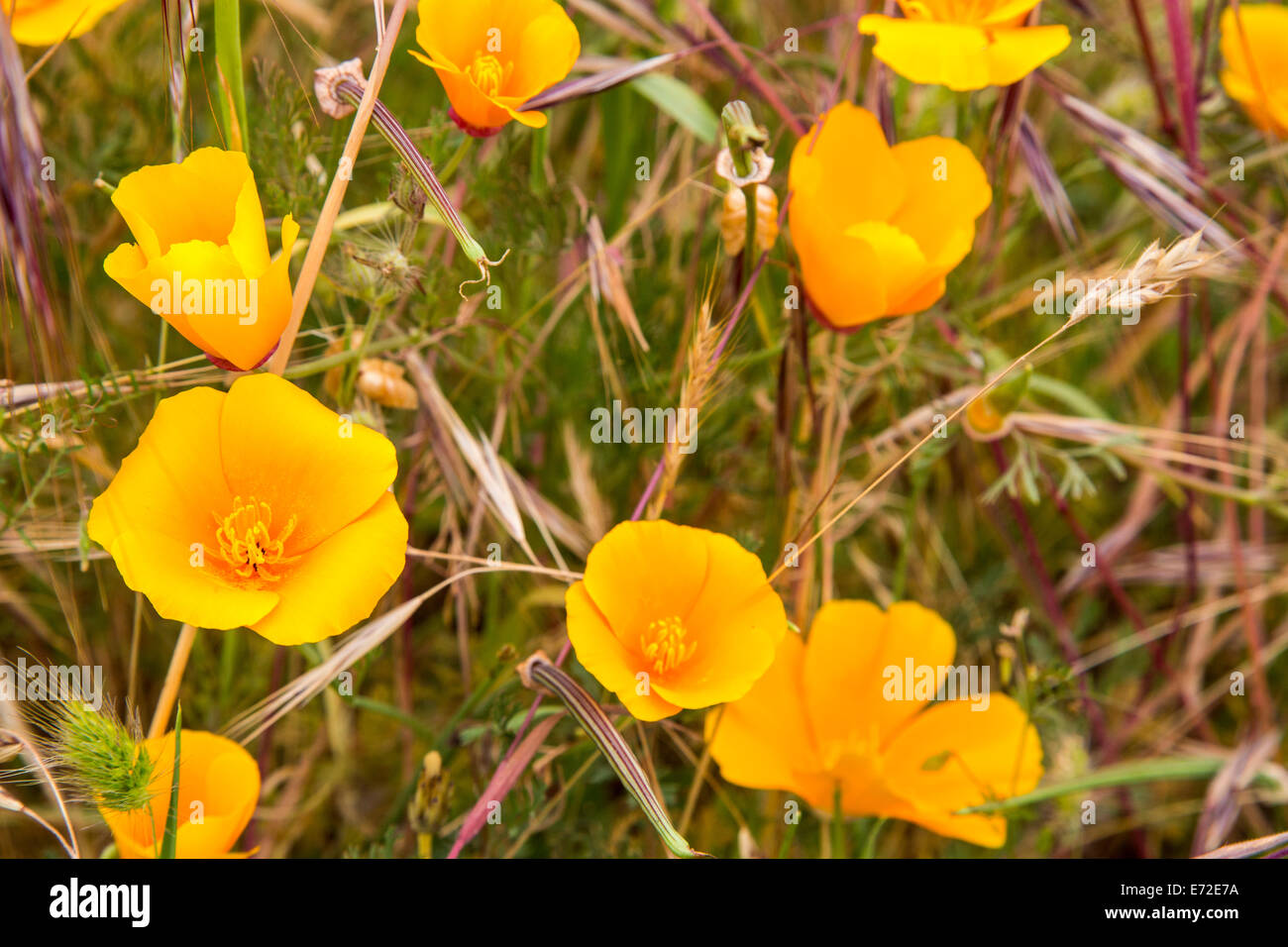 Point Reyes Poppy Flower California Poppies at Point Reyes National Seashore. California, USA ...