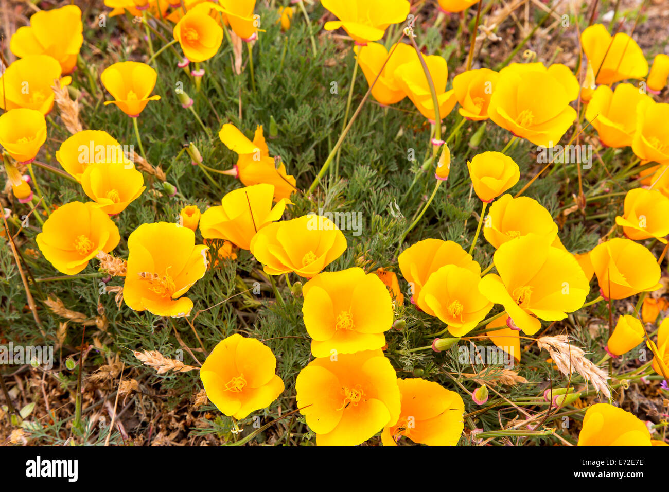 Point Reyes Poppy Flower California Poppies at Point Reyes National Seashore. California, USA ...