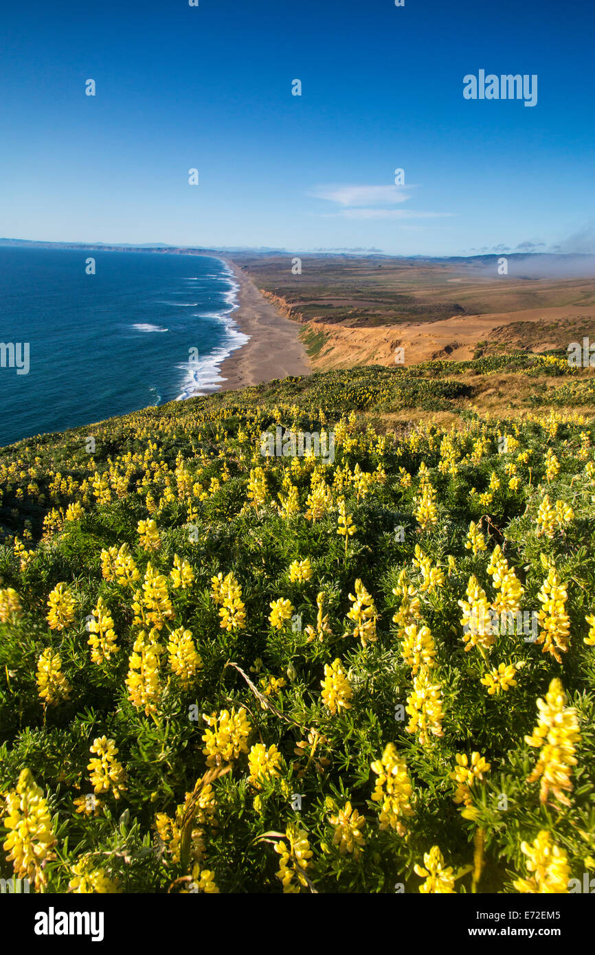 Yellow lupine above Point Reyes Beach at Point Reyes National Seashore