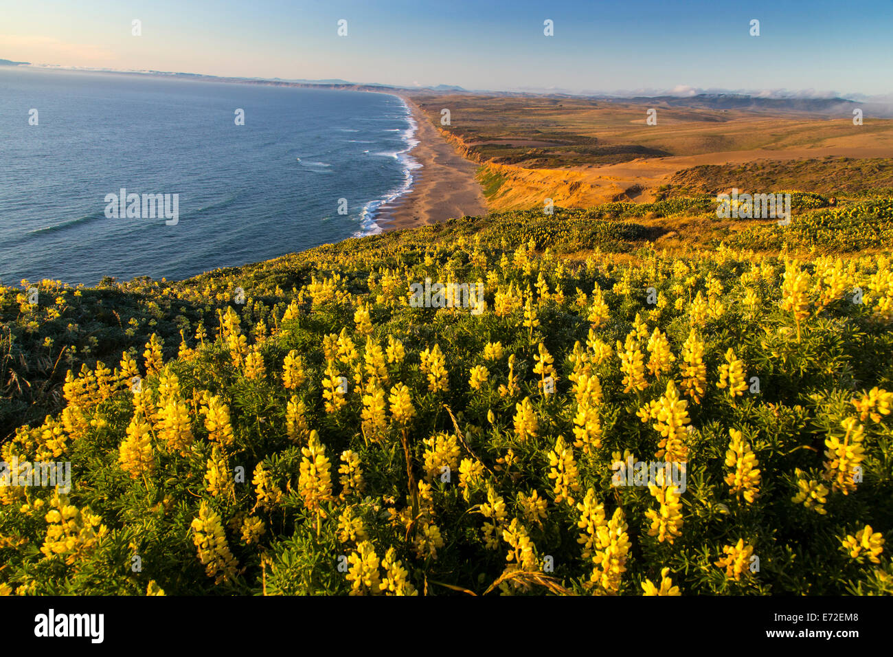 Yellow lupine above Point Reyes Beach at Point Reyes National Seashore