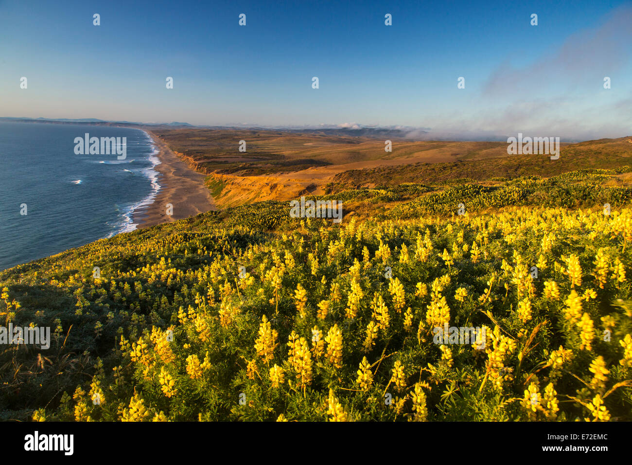 Yellow lupine above Point Reyes Beach at Point Reyes National Seashore