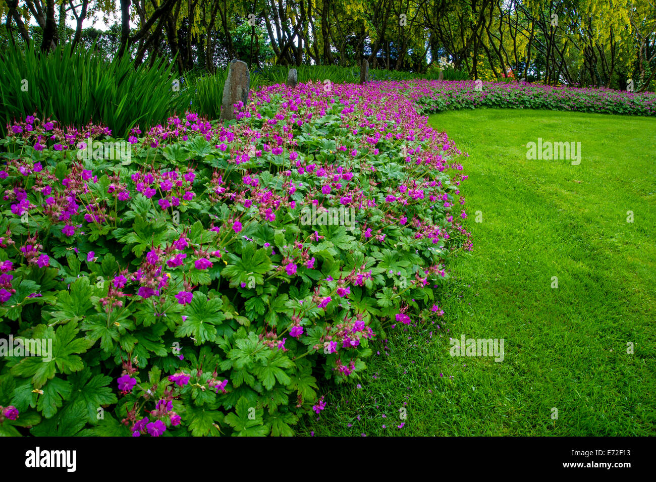 Geranium macrorhizum 'Czakor' and Laburnum trees- Cae Hir Garden,Ceredigion,Wales Stock Photo