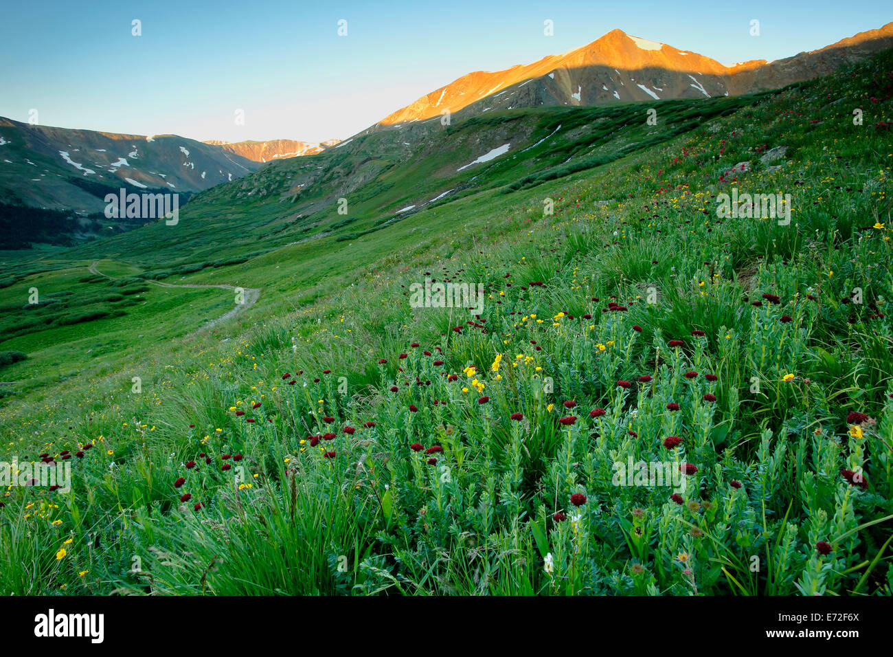 Wildflowers and Ruby Mountain, above Peru Creek, White River National Forest, near Montezuma, Colorado USA Stock Photo